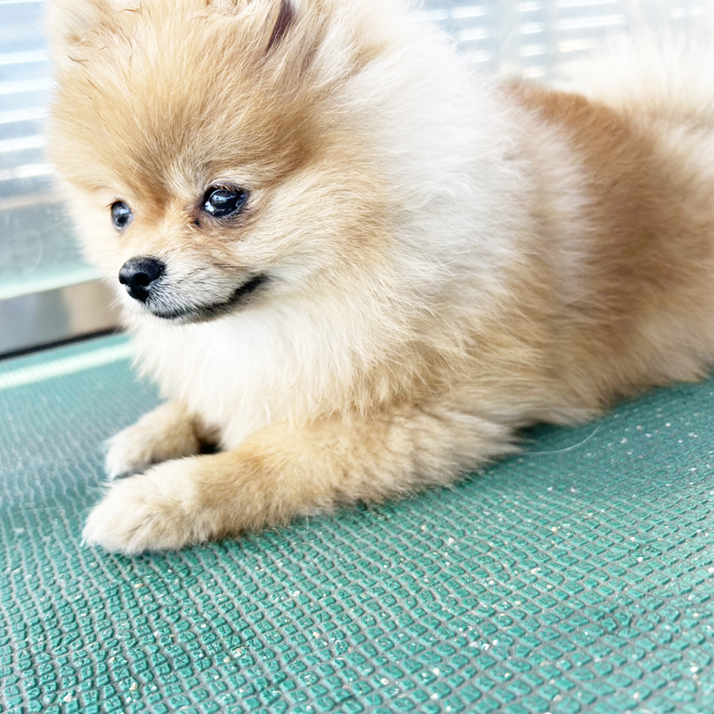 生徒が撮影したモデル犬写真②